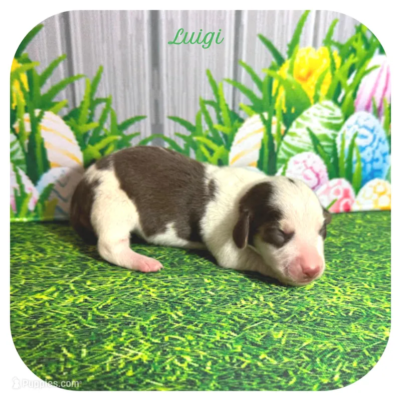 Luigi ... AKC – Miniature Dachshund puppy for sale in Smithville, TN