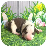 Luigi ... AKC, a male Miniature Dachshund for sale in Smithville, TN – Photo 3 of 7