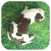 Luigi ... AKC, a male Miniature Dachshund for sale in Smithville, TN – Photo 4 of 7