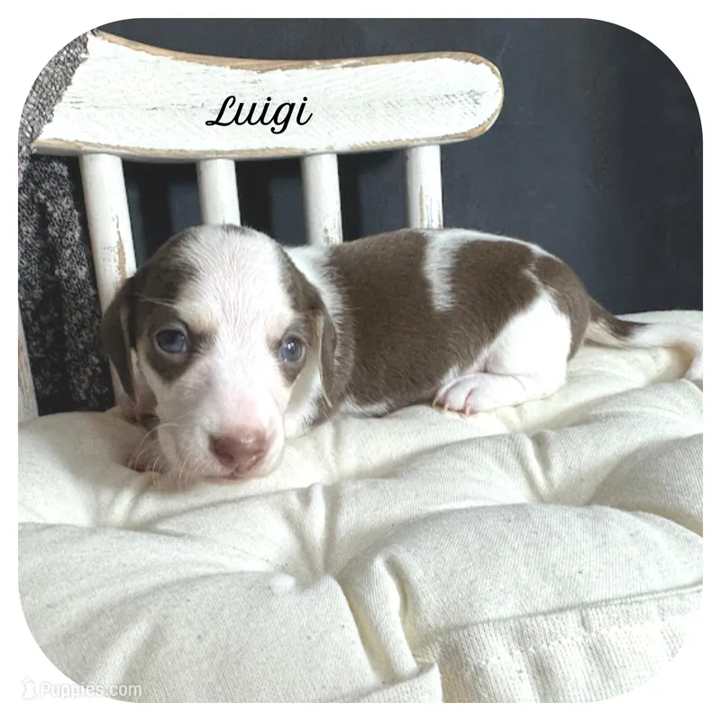 Luigi ... AKC – Miniature Dachshund puppy for sale in Smithville, TN