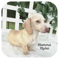 Luigi ... AKC, a male Miniature Dachshund for sale in Smithville, TN – Photo 6 of 7