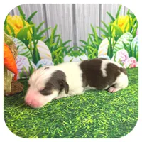 Luigi ... AKC, a male Miniature Dachshund for sale in Smithville, TN – Photo 5 of 7