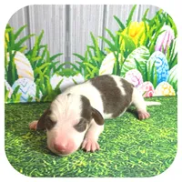 Luigi ... AKC, a male Miniature Dachshund for sale in Smithville, TN – Photo 2 of 7