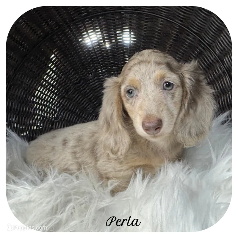 Perla ... AKC – Miniature Dachshund puppy for sale in Smithville, TN