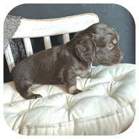 Kai ... AKC, a male Miniature Dachshund for sale in Smithville, TN – 6 of 9