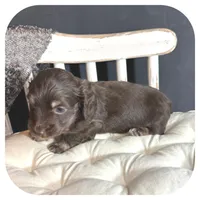 Kai ... AKC, a male Miniature Dachshund for sale in Smithville, TN – 4 of 9