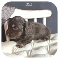 Kai ... AKC, a male Miniature Dachshund for sale in Smithville, TN – 7 of 9