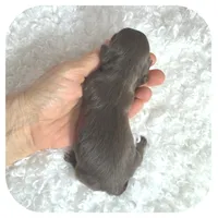 Kai ... AKC, a male Miniature Dachshund for sale in Smithville, TN – Photo 3 of 10