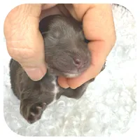 Kai ... AKC, a male Miniature Dachshund for sale in Smithville, TN – Photo 8 of 10