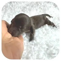 Kai ... AKC, a male Miniature Dachshund for sale in Smithville, TN – Photo 4 of 10