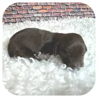 Kai ... AKC, a male Miniature Dachshund for sale in Smithville, TN – Photo 5 of 10