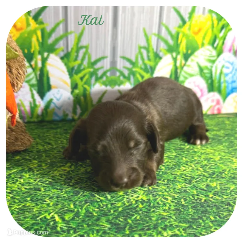 Kai ... AKC – Miniature Dachshund puppy for sale in Smithville, TN