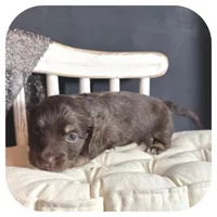 Kai ... AKC, a male Miniature Dachshund for sale in Smithville, TN – 2 of 9