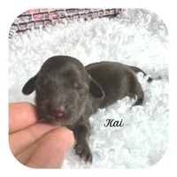 Kai ... AKC, a male Miniature Dachshund for sale in Smithville, TN – Photo 1 of 10