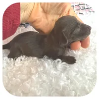 Kai ... AKC, a male Miniature Dachshund for sale in Smithville, TN – Photo 2 of 10