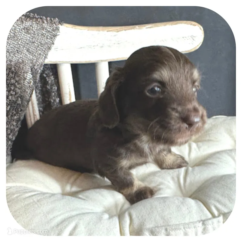 Kai ... AKC – Miniature Dachshund puppy for sale in Smithville, TN