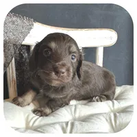 Kai ... AKC, a male Miniature Dachshund for sale in Smithville, TN – 3 of 9