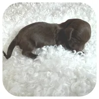 Kai ... AKC, a male Miniature Dachshund for sale in Smithville, TN – Photo 6 of 10