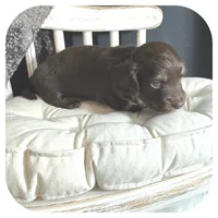 Kai ... AKC, a male Miniature Dachshund for sale in Smithville, TN – 5 of 9