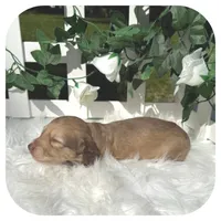 Olla ... AKC, a female Miniature Dachshund for sale in Smithville, TN – 4 of 6