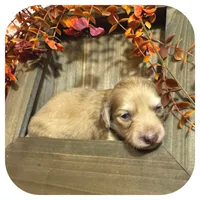 Scottie ... AKC, a male Miniature Dachshund for sale in Smithville, TN – 7 of 10
