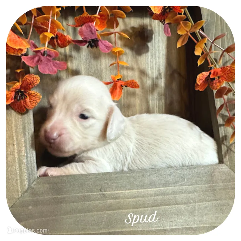 Spud ... AKC – Miniature Dachshund puppy for sale in Smithville, TN