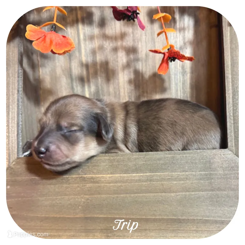 Trip ... AKC – Miniature Dachshund puppy for sale in Smithville, TN