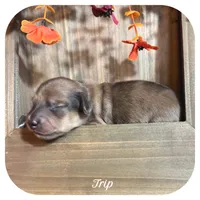 Trip ... AKC, a male Miniature Dachshund for sale in Smithville, TN – 1 of 10