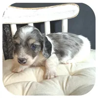 Kane ... AKC, a male Miniature Dachshund for sale in Smithville, TN – 2 of 9