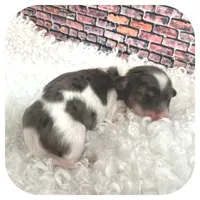 Kane ... AKC, a male Miniature Dachshund for sale in Smithville, TN – Photo 8 of 10