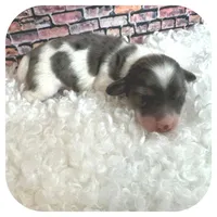 Kane ... AKC, a male Miniature Dachshund for sale in Smithville, TN – Photo 4 of 10