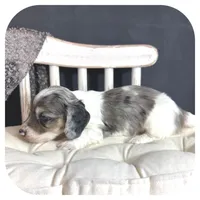 Kane ... AKC, a male Miniature Dachshund for sale in Smithville, TN – 4 of 9