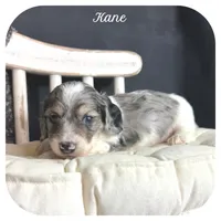 Kane ... AKC, a male Miniature Dachshund for sale in Smithville, TN – 1 of 9