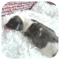 Kane ... AKC, a male Miniature Dachshund for sale in Smithville, TN – Photo 3 of 10