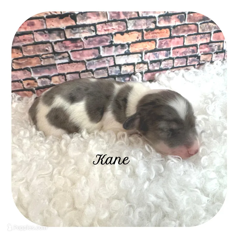 Kane ... AKC – Miniature Dachshund puppy for sale in Smithville, TN