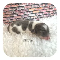 Kane ... AKC, a male Miniature Dachshund for sale in Smithville, TN – Photo 1 of 10