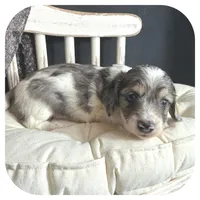 Kane ... AKC, a male Miniature Dachshund for sale in Smithville, TN – 3 of 9