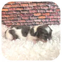 Kane ... AKC, a male Miniature Dachshund for sale in Smithville, TN – Photo 6 of 10