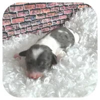 Kane ... AKC, a male Miniature Dachshund for sale in Smithville, TN – Photo 5 of 10