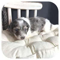 Kane ... AKC, a male Miniature Dachshund for sale in Smithville, TN – 7 of 9