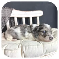 Kane ... AKC, a male Miniature Dachshund for sale in Smithville, TN – 6 of 9