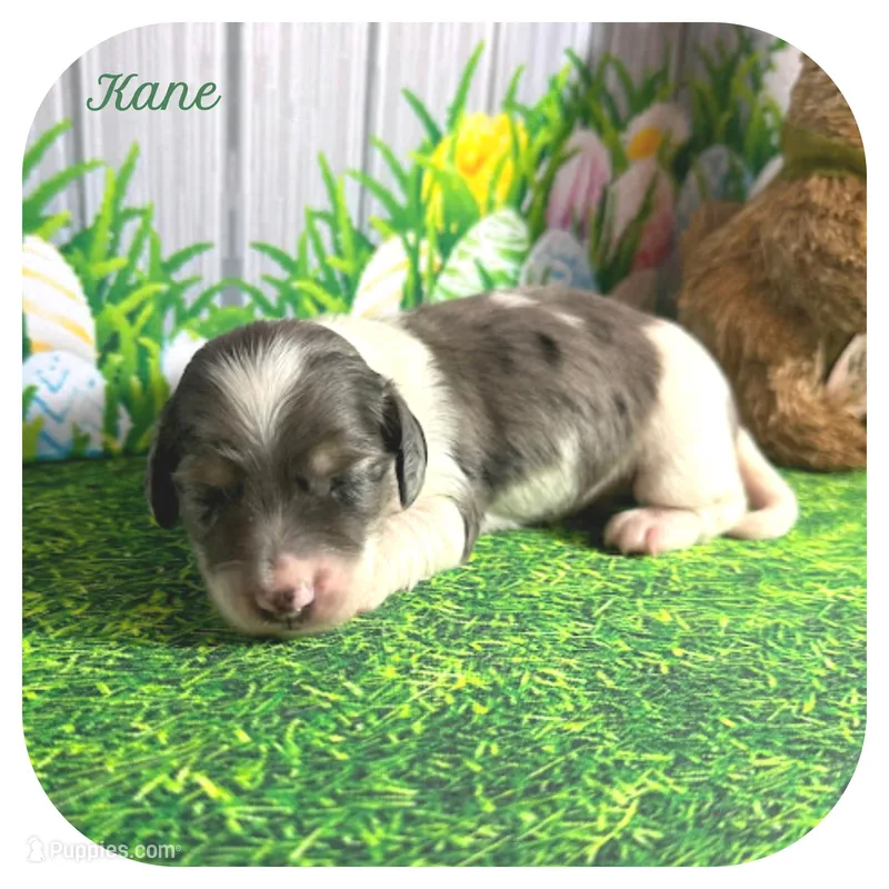 Kane ... AKC – Miniature Dachshund puppy for sale in Smithville, TN