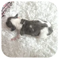 Kane ... AKC, a male Miniature Dachshund for sale in Smithville, TN – Photo 7 of 10