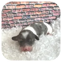 Kane ... AKC, a male Miniature Dachshund for sale in Smithville, TN – Photo 2 of 10