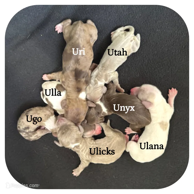 Ulla ... AKC – Miniature Dachshund puppy for sale in Smithville, TN