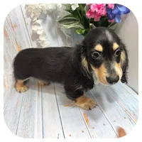 Ozwell ... AKC, a male Miniature Dachshund for sale in Smithville, TN – 6 of 9