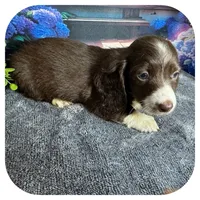 Linus ... AKC, a male Miniature Dachshund for sale in Smithville, TN – 4 of 8