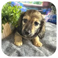 Kimba ... AKC, a female Miniature Dachshund for sale in Smithville, TN – 6 of 10