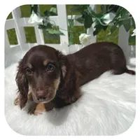 Kai ... AKC, a male Miniature Dachshund for sale in Smithville, TN – 5 of 7