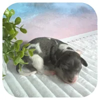 Pixie ... AKC, a female Miniature Dachshund for sale in Smithville, TN – 6 of 8